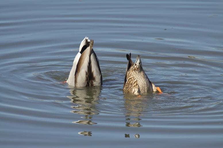 pair of mallards